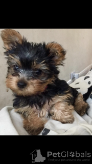 Additional photos: Healthy Yorkie puppies for sale