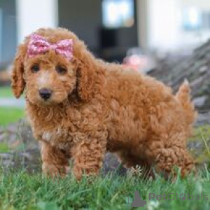 Photo №2 to announcement № 172243 for the sale of poodle (toy) - buy in Germany private announcement