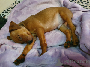 Photo №3. miniature pinscher puppy. Belarus