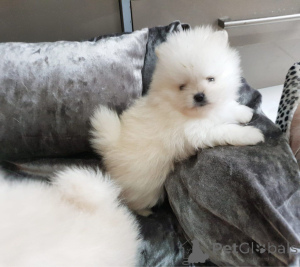 Photo №3. Pomer spitz puppies. Germany