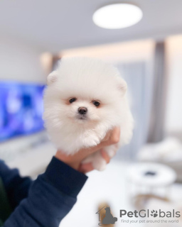 Photo №4. I will sell pomeranian in the city of Дрезден. private announcement - price - 380$