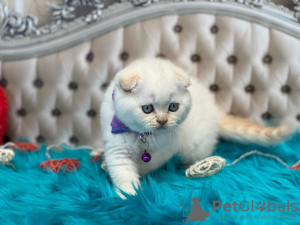 Additional photos: Kauniita Scottish fold kissanpentuja