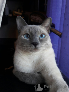 Photo №3. Tonkinese. Germany