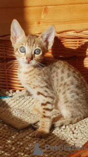 Photo №1. savannah cat - for sale in the city of Bankstown | 300$ | Announcement № 100554
