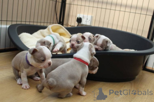 Photo №2 to announcement № 135556 for the sale of boston terrier - buy in United States from the shelter, breeder