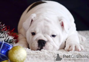 Additional photos: English Bulldog puppies