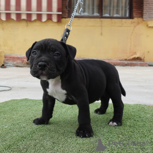 Photo №4. I will sell american bully in the city of Estepona. breeder - price - negotiated