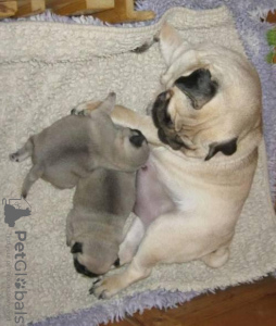 Photo №1. pug - for sale in the city of Erfurt | negotiated | Announcement № 124950