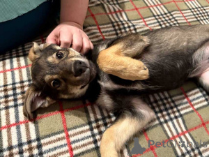 Photo №4. I will sell non-pedigree dogs in the city of Moskova. private announcement - price - Is free