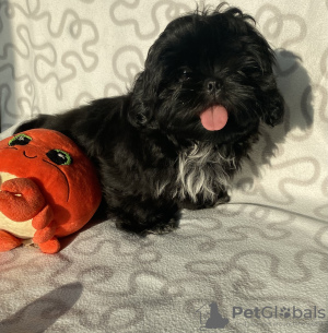 Photo №1. shih tzu - for sale in the city of Ozorków | 303$ | Announcement № 35914