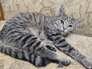 Photo №3. Baby kittens Tisha and Tasya are looking for a home!. Russian Federation