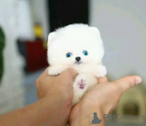 Photo №3. Toilet trained vet Checked pomeranian. Belgium