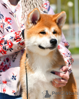 Photo №4. I will sell akita in the city of Brest. from nursery, breeder - price - negotiated