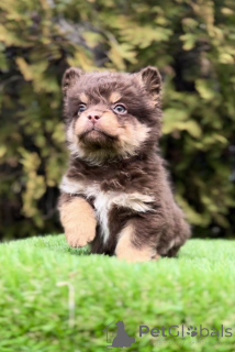 Photo №1. french bulldog - for sale in the city of Belgrade | negotiated | Announcement № 138839