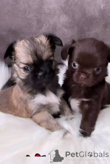 Photo №1. chihuahua - for sale in the city of Saarbrücken | negotiated | Announcement № 152878