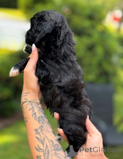 Photo №3. Dean Janet Kay puppies house. United States