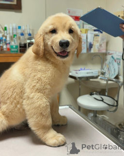 Photo №1. golden retriever - for sale in the city of Mainz | negotiated | Announcement № 158748