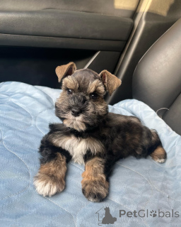 Photo №1. schnauzer - for sale in the city of Los Angeles | negotiated | Announcement № 139931