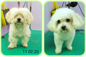 Photo №2. Service of the groomer in Israel. Price - Is free. Announcement № 5689
