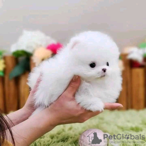 Photo №2 to announcement № 112998 for the sale of pomeranian - buy in Finland private announcement, breeder