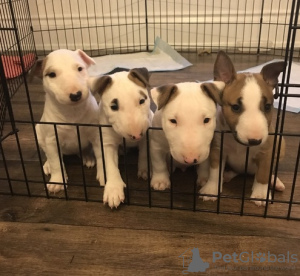 Photo №1. bull terrier - for sale in the city of Rüdersdorf | Is free | Announcement № 123886