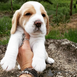 Additional photos: beagle puppies