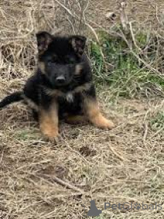 Photo №2 to announcement № 165982 for the sale of german shepherd - buy in Portugal private announcement, breeder