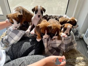 Photo №1. boxer - for sale in the city of Riyadh | 380$ | Announcement № 15567