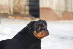 Photo №4. I will sell rottweiler in the city of Penza. from nursery - price - Negotiated