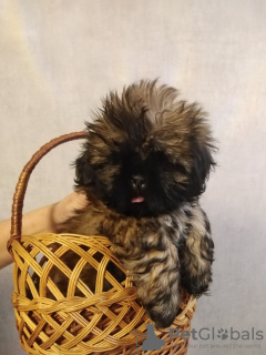 Additional photos: Purebred Shih Tzu puppies.