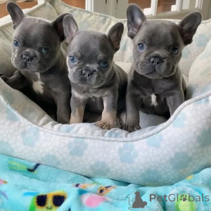 Photo №1. french bulldog - for sale in the city of Zülpich | negotiated | Announcement № 170450