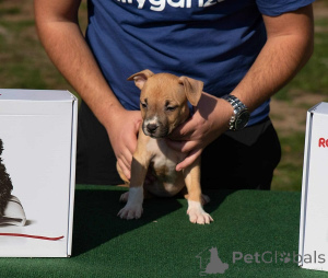 Photo №3. American Staffordshire Terrier, puppies of the highest quality. Serbia