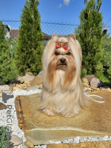 Photo №1. yorkshire terrier - for sale in the city of Minsk | negotiated | Announcement № 147252