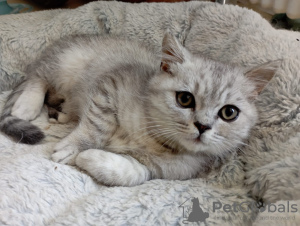 Photo №1. british shorthair - for sale in the city of Berlin | 285$ | Announcement № 19425