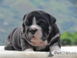 Photo №1. english bulldog - for sale in the city of Riga | negotiated | Announcement № 105988