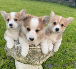 Photo №1. welsh corgi - for sale in the city of Melbourne | Is free | Announcement № 86785
