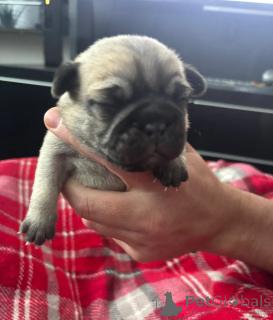 Photo №1. pug - for sale in the city of Alesund | 465$ | Announcement № 170165