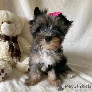 Photo №2 to announcement № 157328 for the sale of yorkshire terrier - buy in Germany private announcement