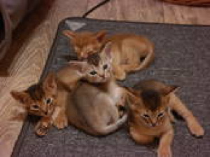 Photo №1. abyssinian cat - for sale in the city of Riga | 665$ | Announcement № 500