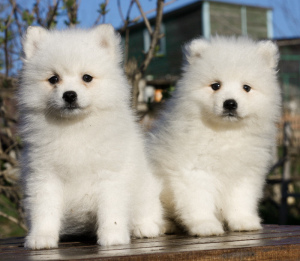 Photo №1. japanese spitz - for sale in the city of Rostov-on-Don | 800$ | Announcement № 349