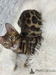 Photo №1. bengal cat - for sale in the city of Miami | negotiated | Announcement № 112029