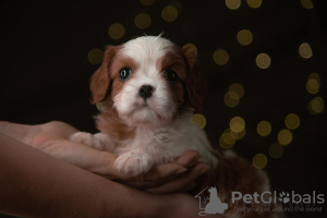 Photo №1. cavalier king charles spaniel - for sale in the city of Tallinn | 3548$ | Announcement № 15900