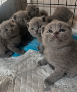 Photo №1. british shorthair - for sale in the city of Hamburg | negotiated | Announcement № 161156