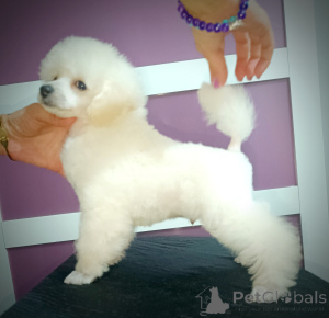 Photo №4. I will sell poodle (toy) in the city of Belgrade.  - price - negotiated