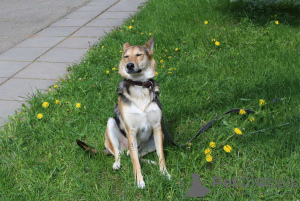 Additional photos: Forto, a handsome dog, as a gift