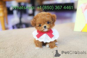 Photo №3. Dean Janet Kay puppies house. United States