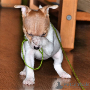 Photo №1. toy fox terrier - for sale in the city of St. Petersburg | Is free | Announcement № 8498