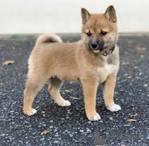 Photo №2 to announcement № 165590 for the sale of shiba inu - buy in Netherlands private announcement, breeder