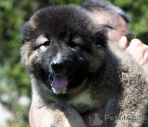 Photo №4. I will sell caucasian shepherd dog in the city of Bijeljina. breeder - price - negotiated