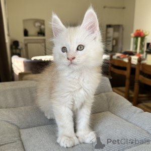 Photo №2 to announcement № 165331 for the sale of maine coon - buy in Finland private announcement, breeder